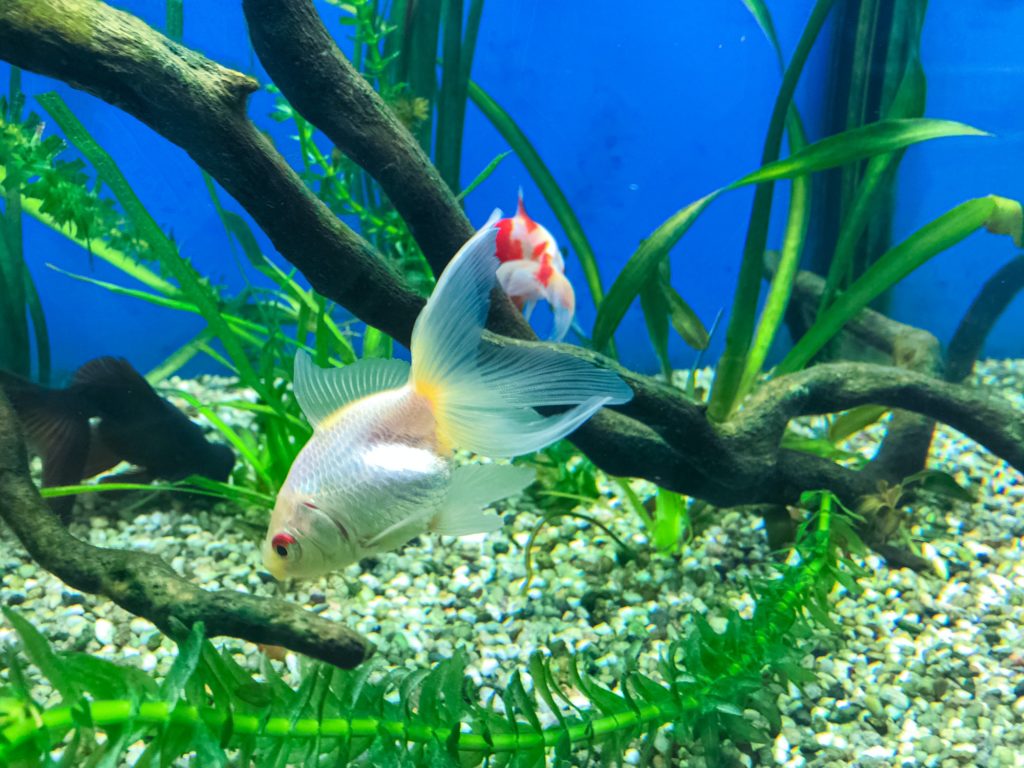 Carp fish in the aquarium