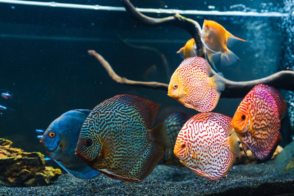 Colorful fish from the spieces Symphysodon discus in aquarium.