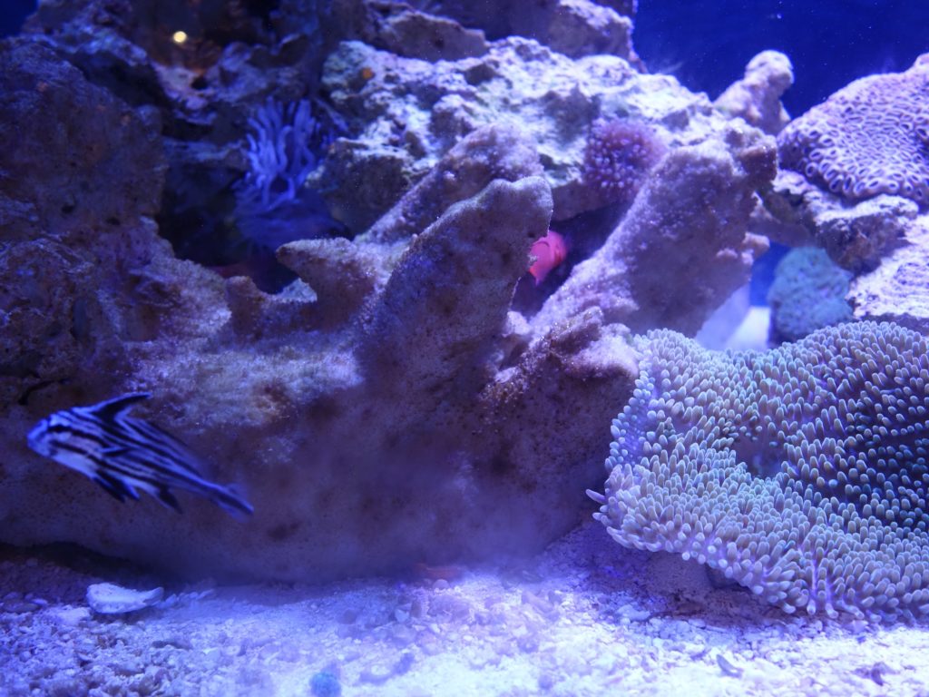 Salt Water Aquarium